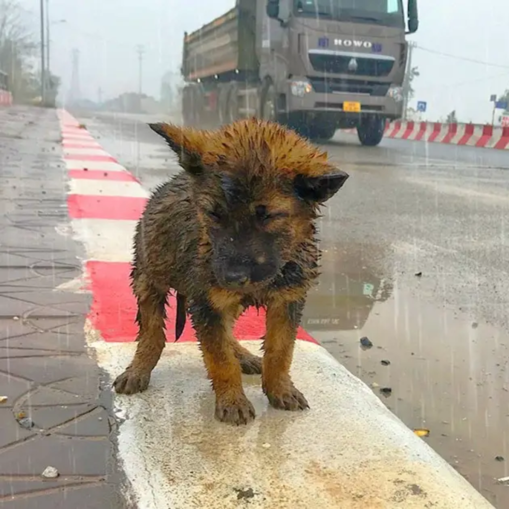 An abandoned puppy bravely waits for a life-saving intervention in freezing rain on a highway.