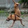 As it carefully balances on its front paws, a magnificent dog that was born without back legs joyfully runs to welcome its beloved owner.