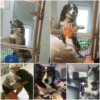 At the shelter, a heartwarming reunion unfolds as a lost dog is lovingly embraced by its family, melting the hearts of everyone who witnesses the moment-pvth