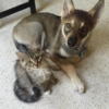 At the shelter, a lone husky chooses a kitten, and their unlikely bond develops into an enduring friendship.