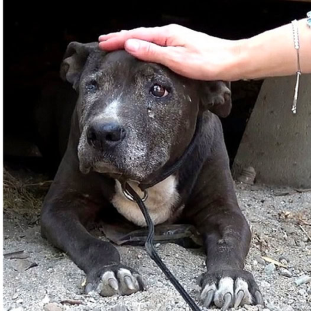 Birthday today! A Forgotten Dog Finds Hope and Love in Her Final Days