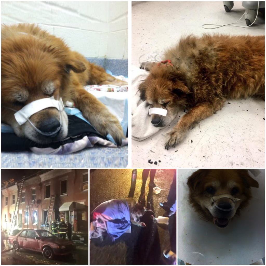 Brave Canine Rescues Owner from Raging Fire, Sacrificing Itself as a Protective Shield-pvth