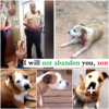Brave Stray Pit Bull Jumps Into Action to Save Woman from Knife Attack-pvth