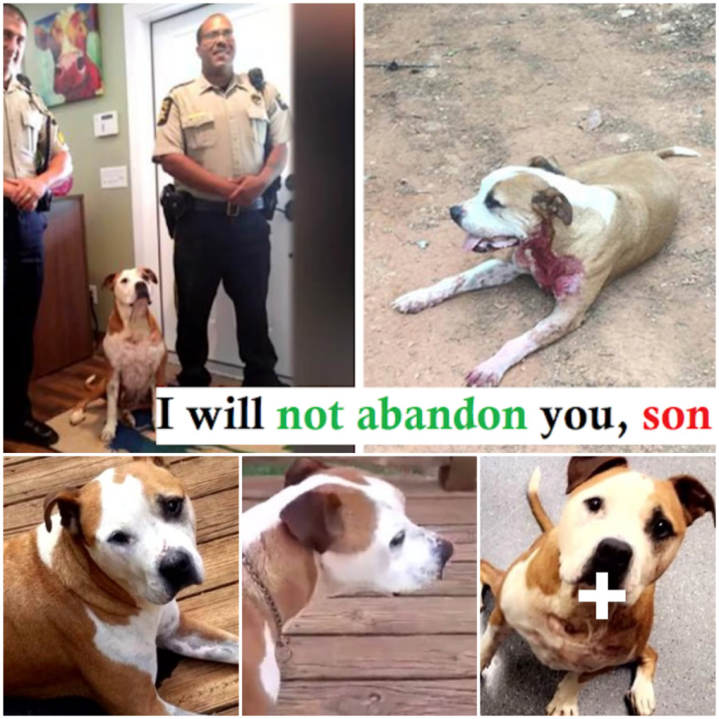 Brave Stray Pit Bull Jumps Into Action to Save Woman from Knife Attack-pvth