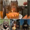 Celebración conmovedora: un perro callejero vive un primer cumpleaños lleno de alegría y amor en el refugio de animales