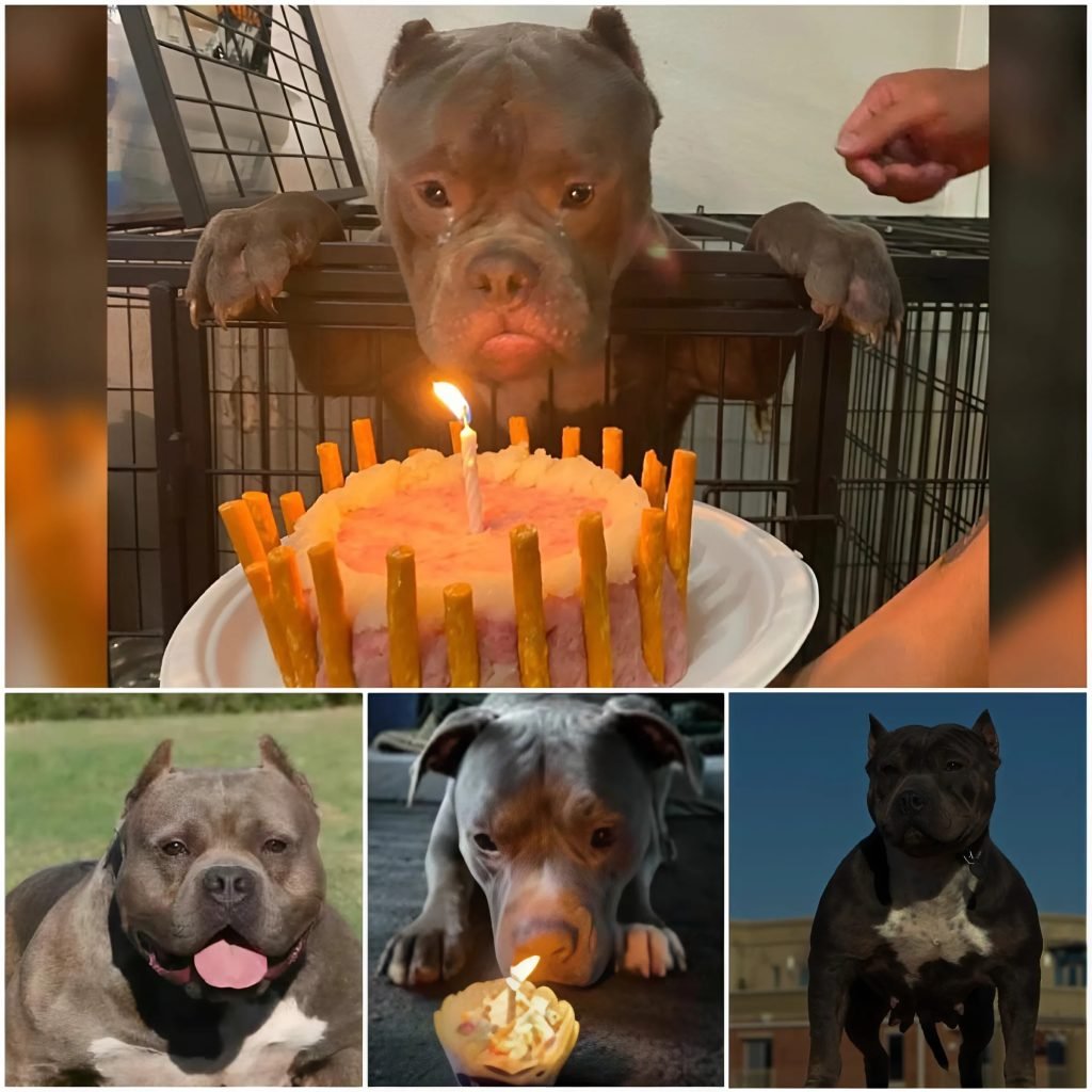 Celebración conmovedora: un perro callejero vive un primer cumpleaños lleno de alegría y amor en el refugio de animales