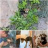 Con el corazón roto: la dolorosa lucha de este pequeño cachorro tras ser abandonado por sus dueños