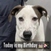 Deaf Dog Finds Forever Home on His Birthday with Hearing-Impaired Man.dvh