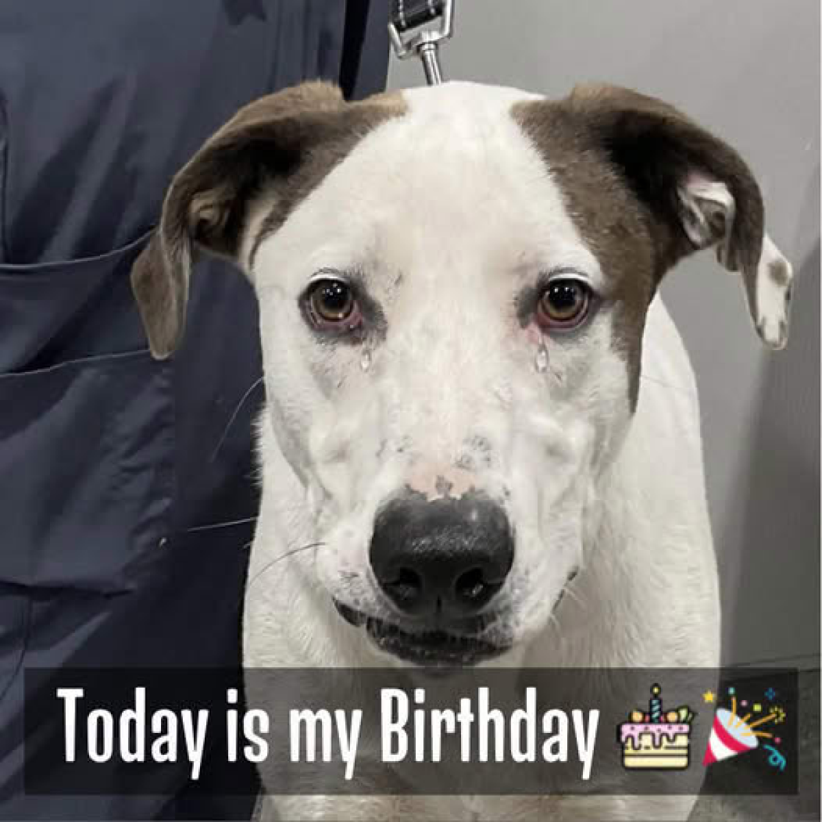 Deaf Dog Finds Forever Home on His Birthday with Hearing-Impaired Man.dvh