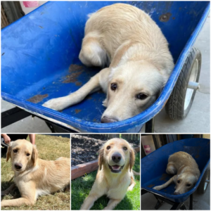 Dog Taken in a Wheelbarrow for Euthanasia Finds a Second Chance at Life-pvth