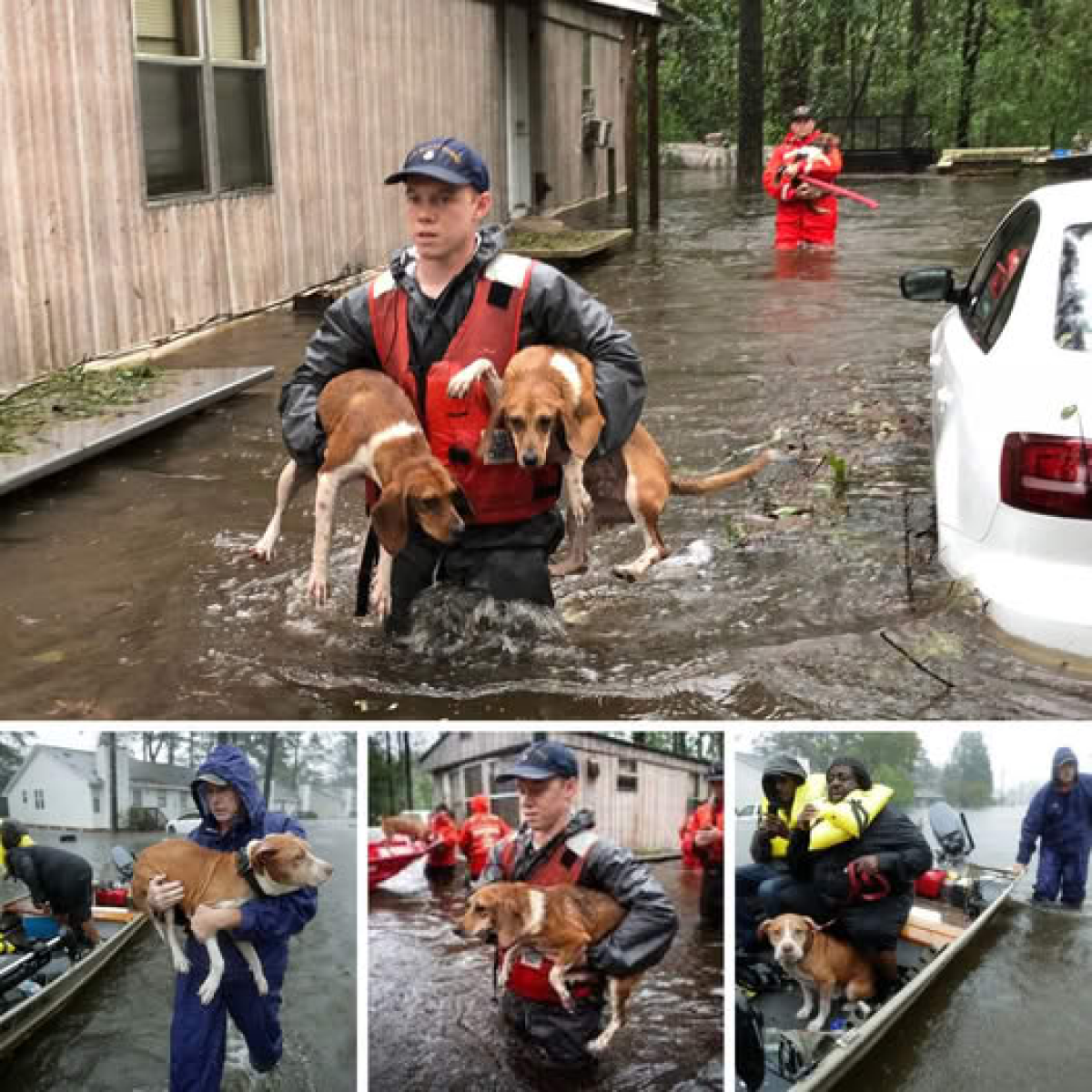 El equipo de rescate intenta salvar a un perro atrapado en las inundaciones.dvh