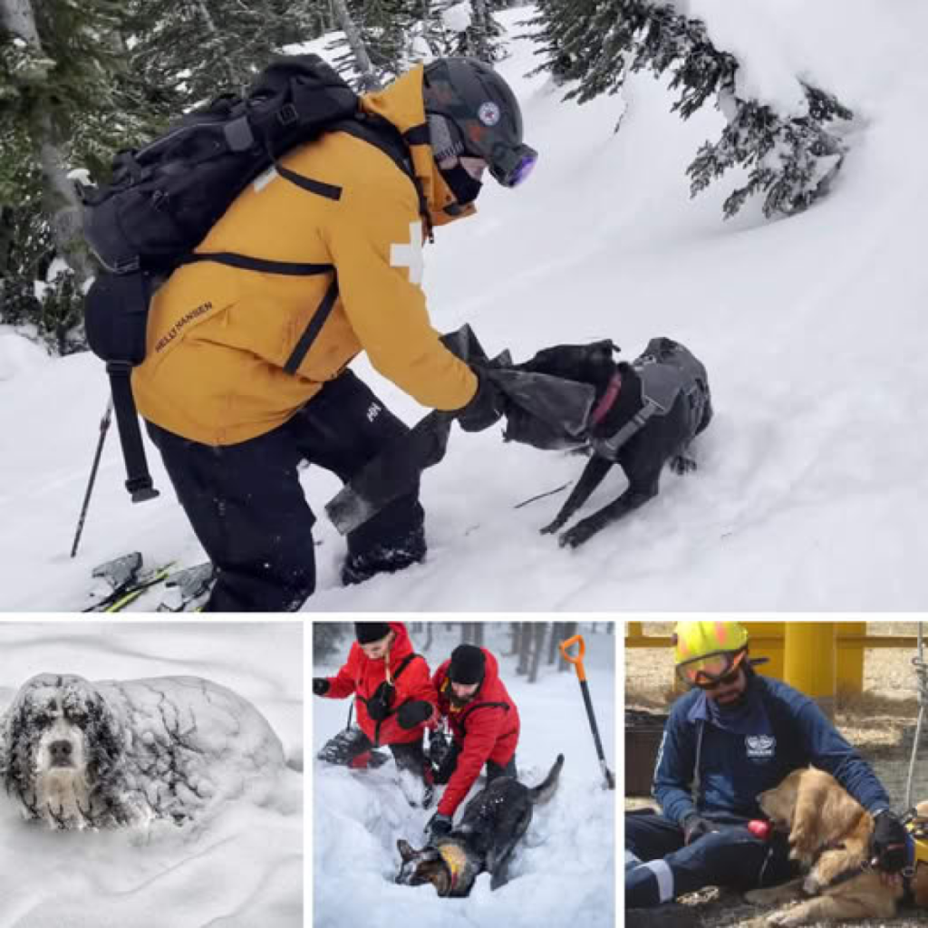 El equipo de rescate intentó rescatar a unos pobres perros abandonados en la nieve,dvh