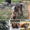 El perro abandonado es tan lamentable.dvh
