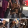 El perro abandonado miraba a cada transeúnte con ojos esperanzados y suplicantes, anhelando en silencio amor y rezando para no quedarse solo en la calle desolada.