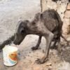 Everyone avoids this stray dog, who struggles among the debris and is malnourished and bat-like.