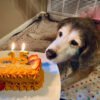 Feeling Alone Without a Single Wish 🎂😔.-huy678d