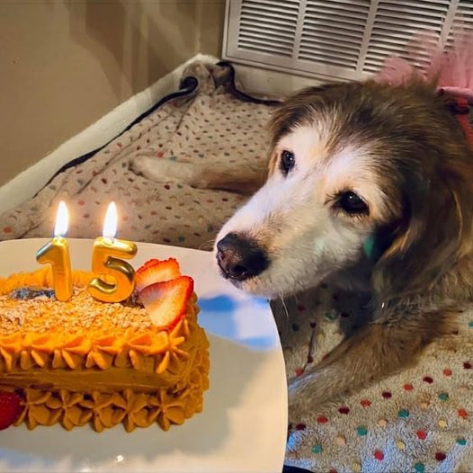 Feeling Alone Without a Single Wish 🎂😔.-huy678d