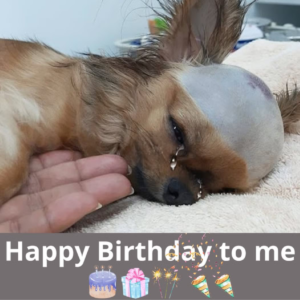 Happy birthday to me! However, I feel so alone and depressed that no one has given me a wish, perhaps because I’m an ugly dog.dvh