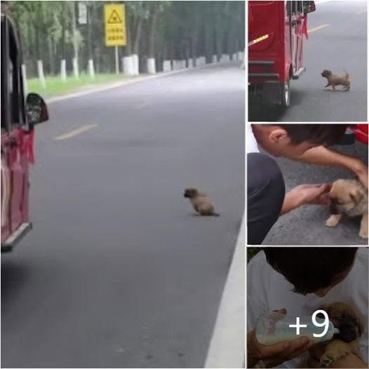 Heartwarming Tale: Stray Pup Stops Pan-American Traffic in Search for Beloved Owner – luantrum27