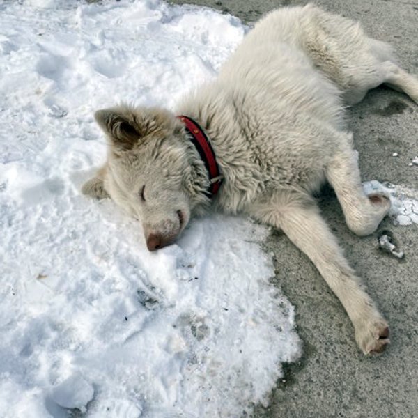 Helpless Dog Collapses from Cold in the Midst of a Snowstorm.dlam