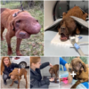 Homeless and Pregnant: The Inspiring Journey of a Stray Dog’s Remarkable Recovery-pvth
