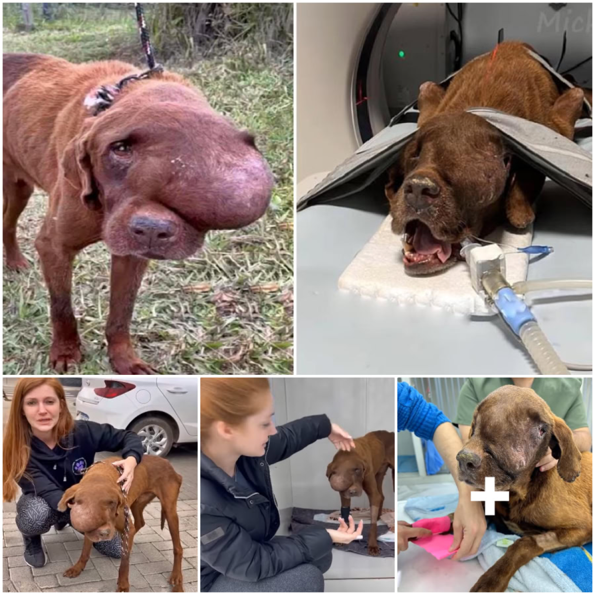 Homeless and Pregnant: The Inspiring Journey of a Stray Dog’s Remarkable Recovery-pvth
