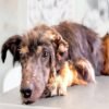Honoring the Unique Relationship with Your Dog There are