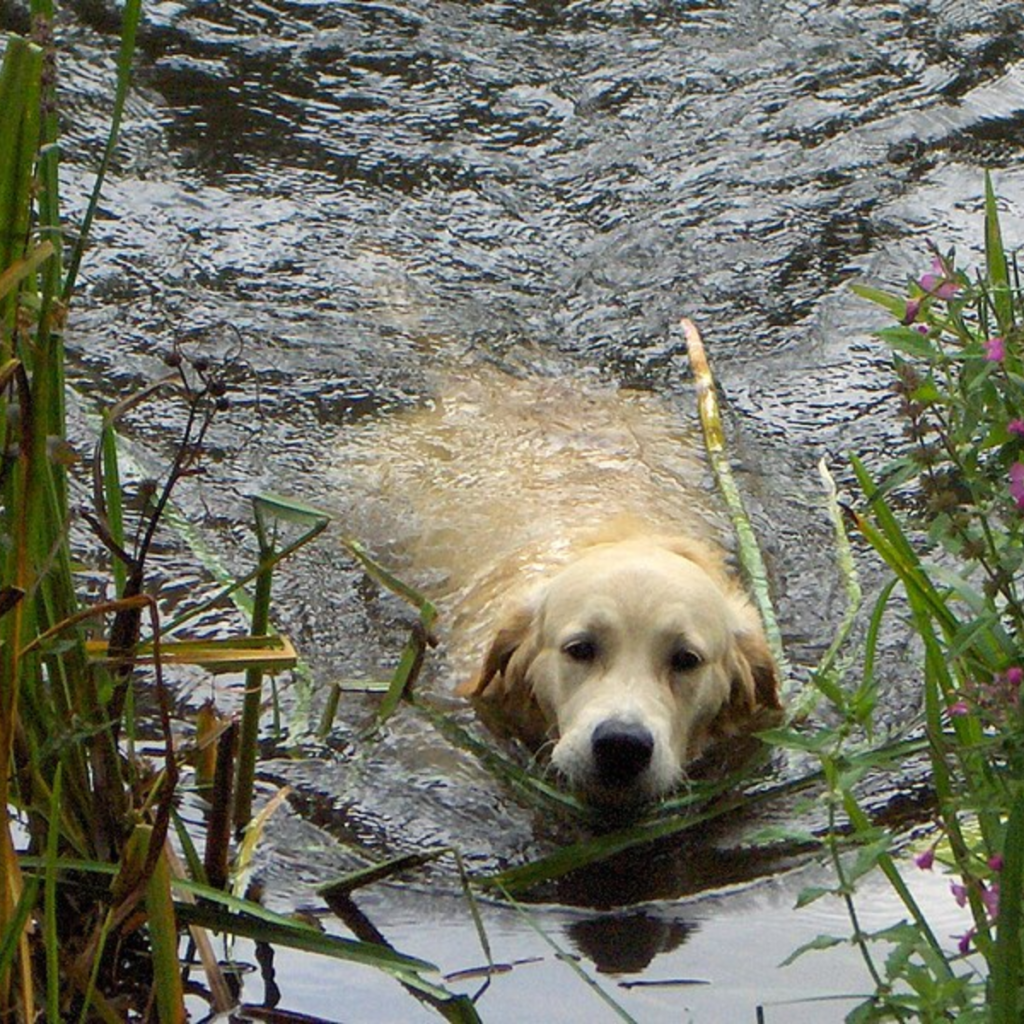 How the brave journey of a disabled dog through adversity turned into a search for healing and hope.