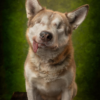 I hope you have a wonderful birthday.An Untreatable Face Tumor in a Rescued Dog Displays Her Special Beauty to the World