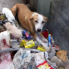 Injured Mother Dog Saved After Suffering from a Glass Wound-pvth