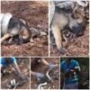 Los ladridos frenéticos de un perro pidiendo ayuda mientras se enfrenta a una rápida corriente de río desencadenan un audaz rescate, uniendo a extraños en un extraordinario acto de valentía y compasión.
