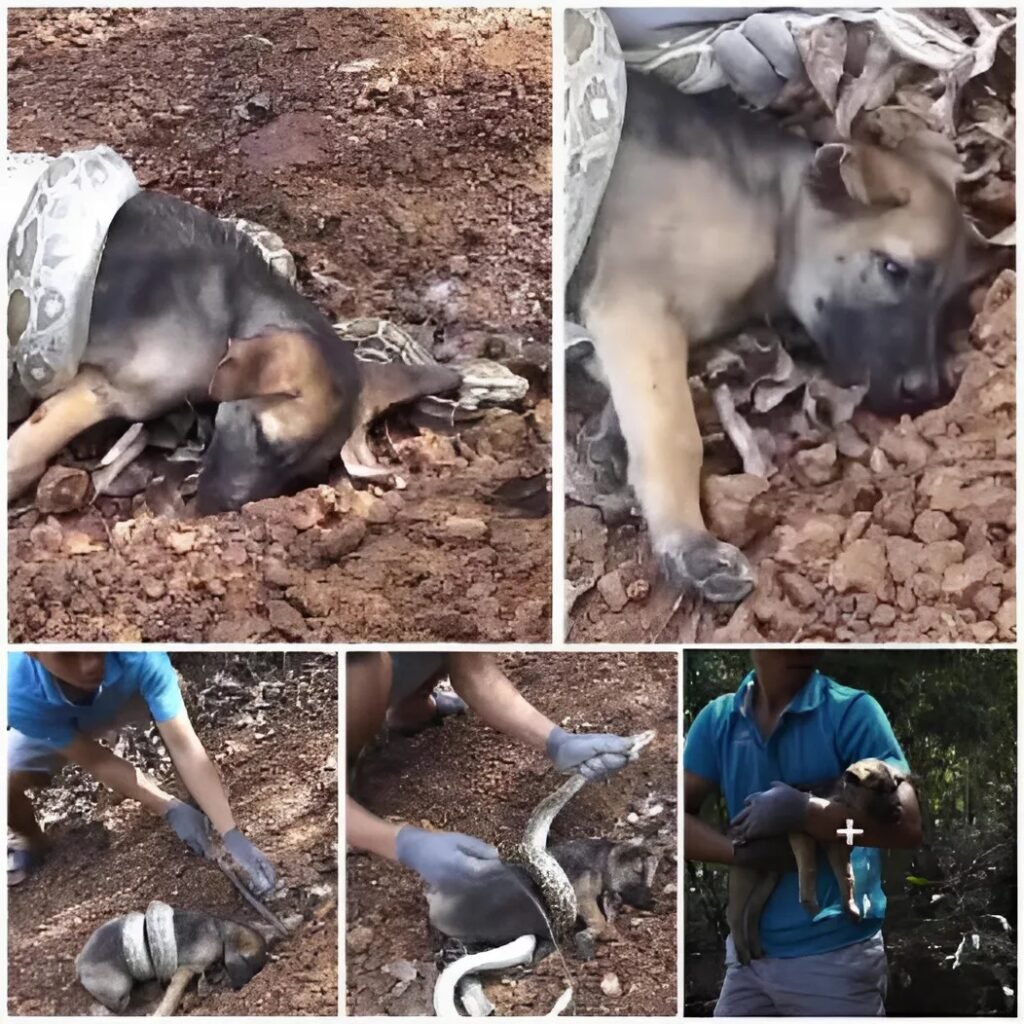 Los ladridos frenéticos de un perro pidiendo ayuda mientras se enfrenta a una rápida corriente de río desencadenan un audaz rescate, uniendo a extraños en un extraordinario acto de valentía y compasión.