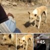 Los pitbulls oprimidos muestran una lealtad incomparable y se preocupan apasionadamente por sus amigos de madera a pesar de todos los desafíos
