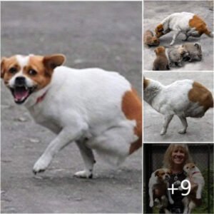 Mother Dog Abandoned by Owner, both Legs Crushed by Train, but Still Tries to Care for 4 Small Pups. ‎