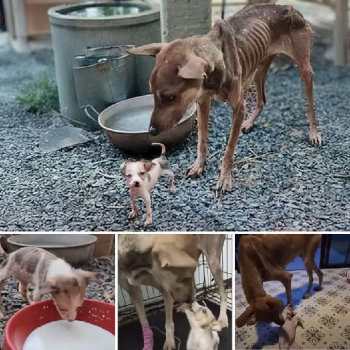 Neglected Dog Finds Love and Hope After a Difficult Past—See Her Heartwarming Transformation!dvh