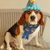 On My Birthday, the Silence Weighs Heavy Without a Single Wish.