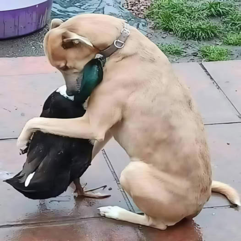 People all throughout the world smile and admire the amazing friendship between a dog and a duckling.