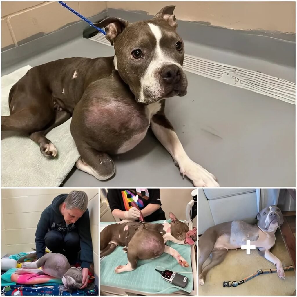 Pitbull rescatado del abandono supera un tumor masivo y abraza una nueva vida