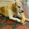 Please don't leave a homeless dog waiting outside hoping to find food.