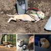 Pobre cachorro atrapado en cables eléctricos fue rescatado en una autopista de Kansas, lo que inspira compasión generalizada.dvh