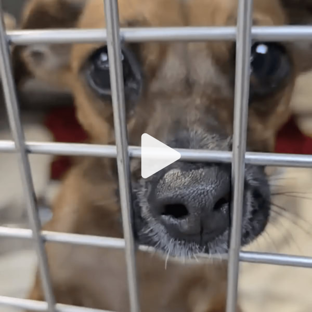 Puppy Returned To Shelter For Fifth Time Begs Visitors To Adopt Him For Good.dvh