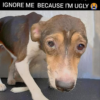 Puppy Too Injured To Get To Food And Water Rescued.dvh