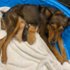 Rescued dog adopts three orphaned kittens after losing her own litter of puppies.