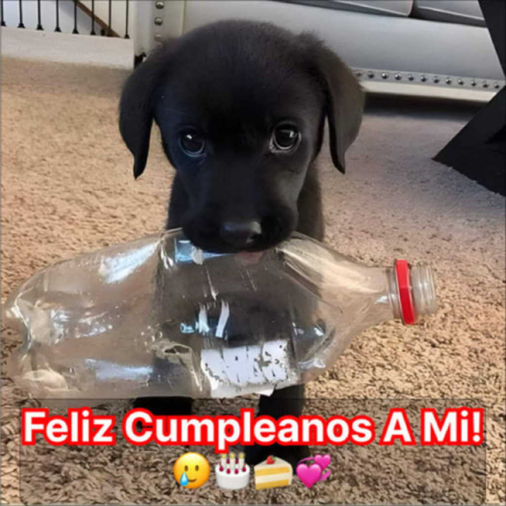 Sola y cansada: el deseo de cumpleaños de un perro callejero.dvh