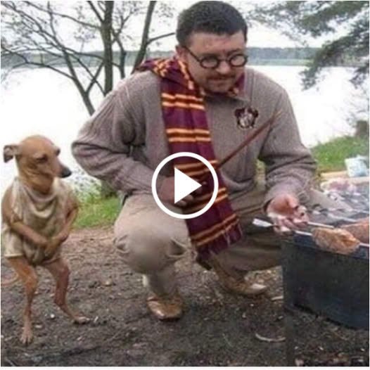 Starved and Exhausted Dog Begs with Crossed Arms, Bringing Passersby to Tears. ‎- luantrum27