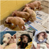 Starving and badly neglected, the puppies are rescued just in time to be given a second chance at life-pvth