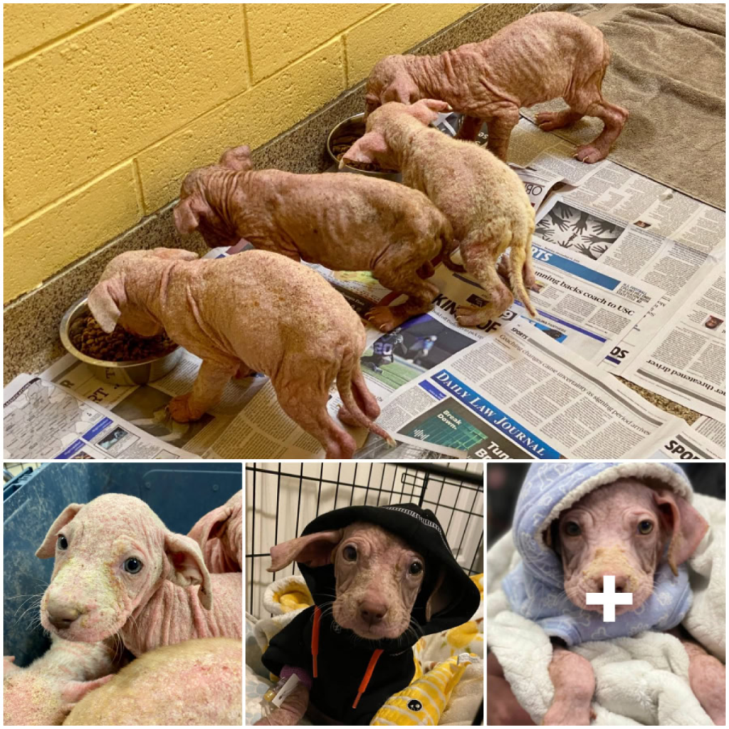 Starving and badly neglected, the puppies are rescued just in time to be given a second chance at life-pvth