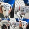 Súplica desesperada: encuentran a un perro abandonado con las palabras "Libre" y "Necesita un hogar" escritas en su pelaje