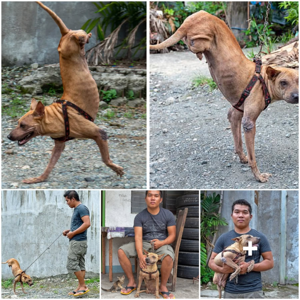 Thanks to his owner’s dedication, a dog born with only two front legs has learned to walk upright, demonstrating incredible resilience and determination-pvth