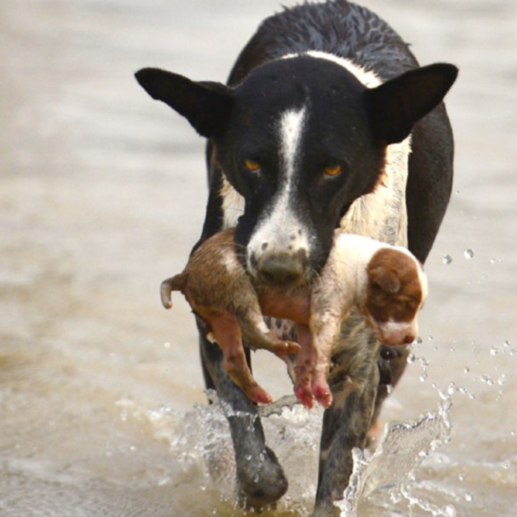 Thanks to the unwavering love and care of its loyal owner, a dog who was crippled and saved from a river at the brink of despair is now thriving.